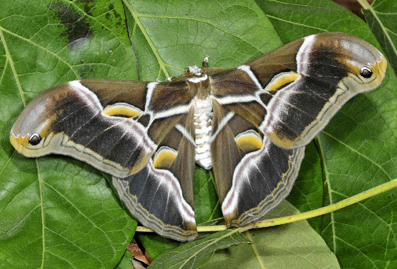  nata cynthia